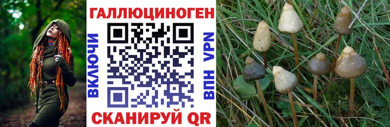 Купить закладки  Свободный  Галлюциногенные грибы Psilocybe 